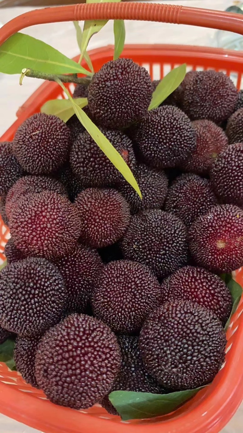 苏州东山乌紫杨梅