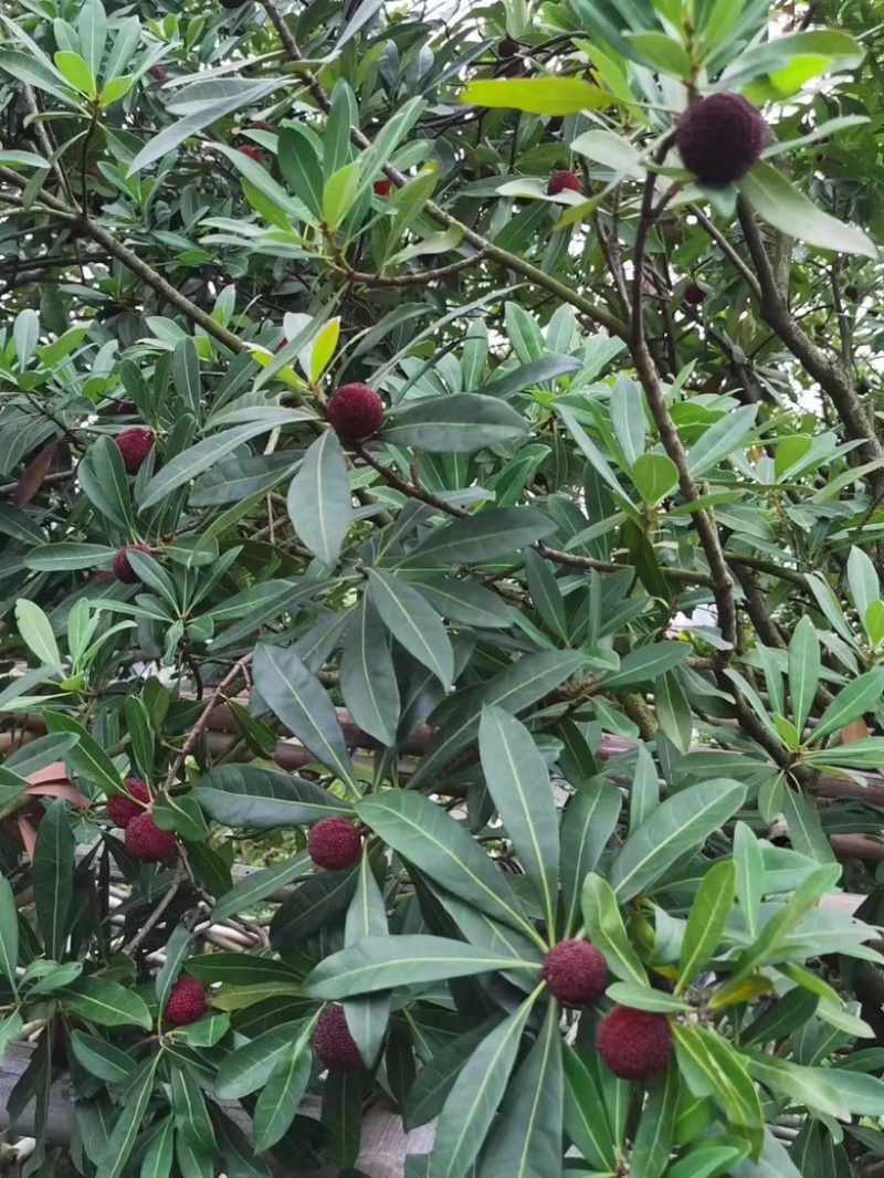 苏州东山乌紫杨梅