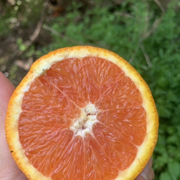 秭归红橙