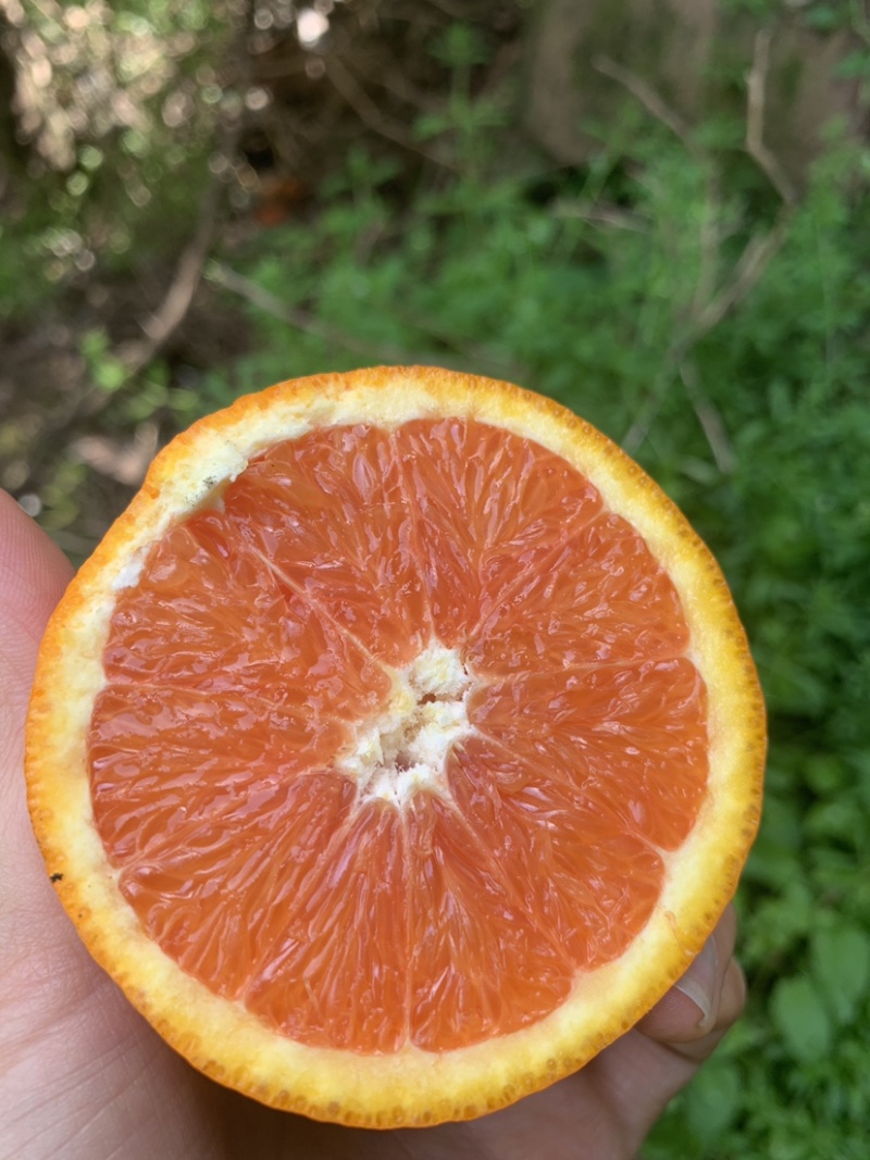 秭归红橙