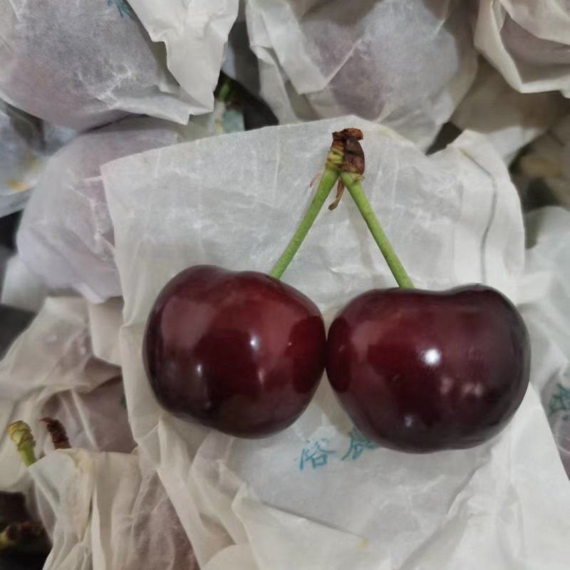 套袋红灯红灯大量上市