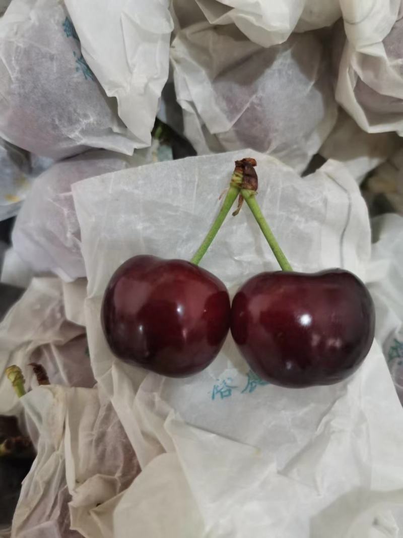 套袋红灯红灯大量上市