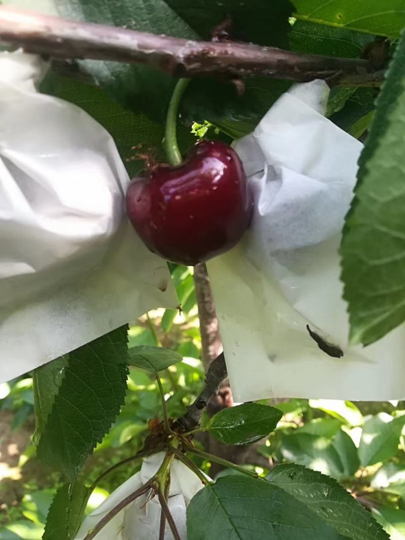套袋红灯红灯大量上市