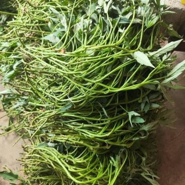 广西薯叶苗，复耕复绿，绿化，退林还耕，吃叶薯叶苗，