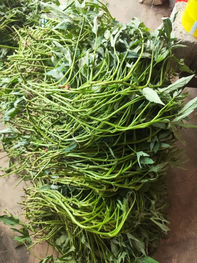 广西薯叶苗，复耕复绿，绿化，退林还耕，吃叶薯叶苗，