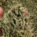 中药材绿绿的香茅草有货新货大货供应