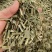 中药材绿绿的香茅草有货新货大货供应