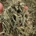 中药材绿绿的香茅草有货新货大货供应