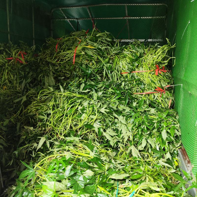 广西薯叶苗，复耕复绿，绿化，退林还耕，吃叶薯叶苗，