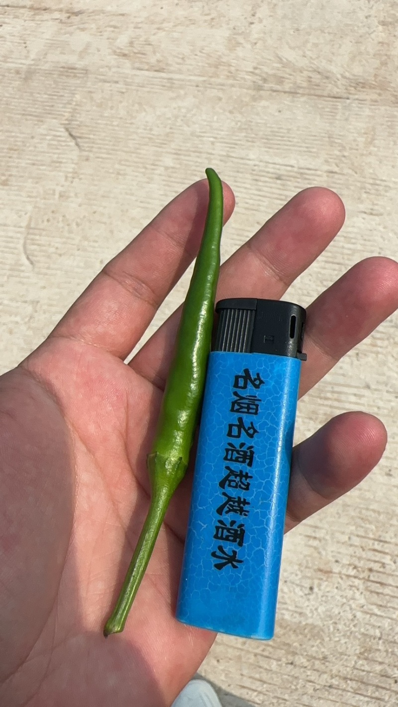 艳椒