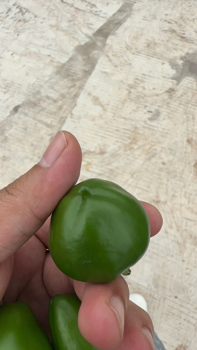 贵州圆珠椒，灯笼椒