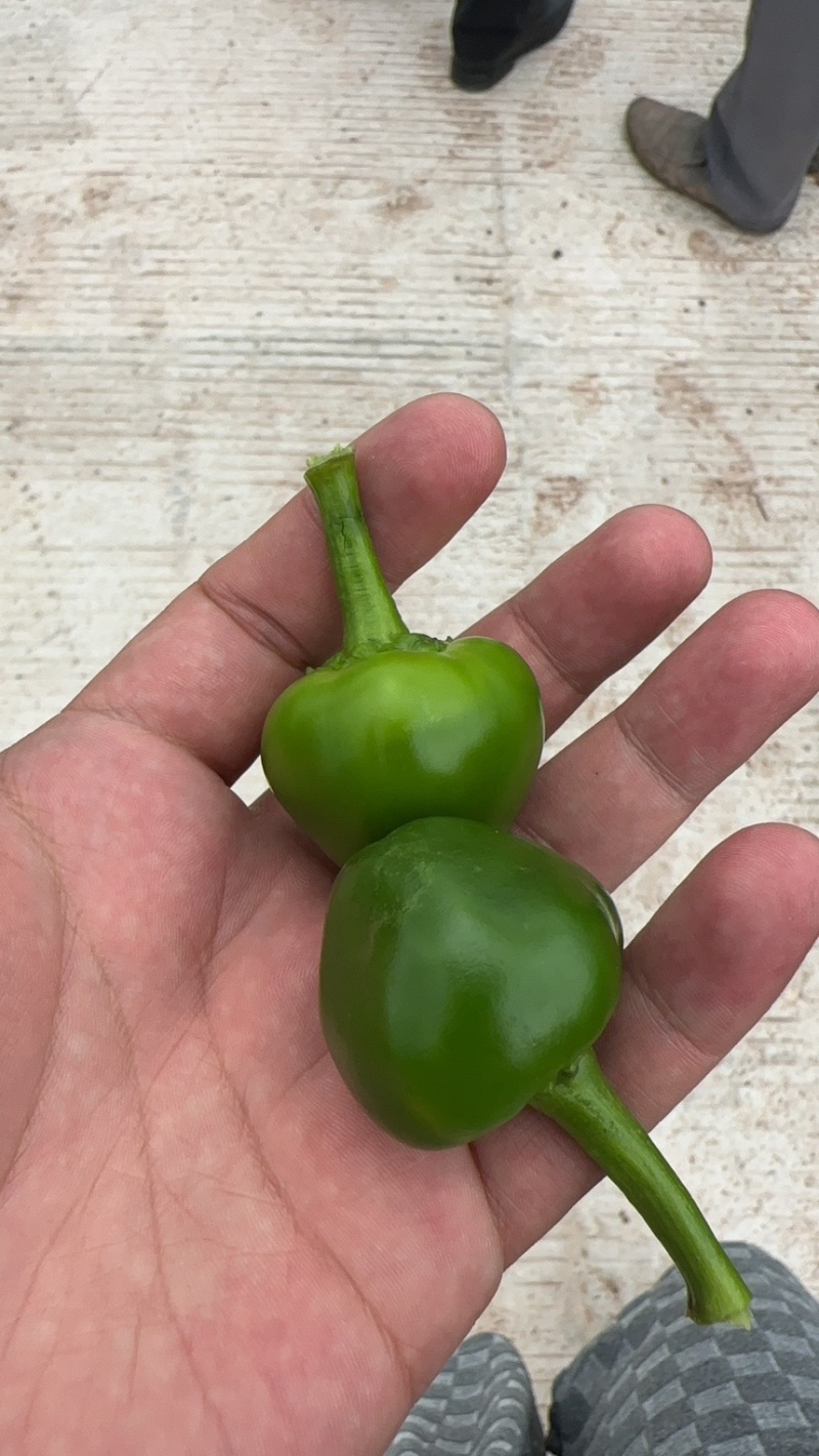 贵州圆珠椒，灯笼椒