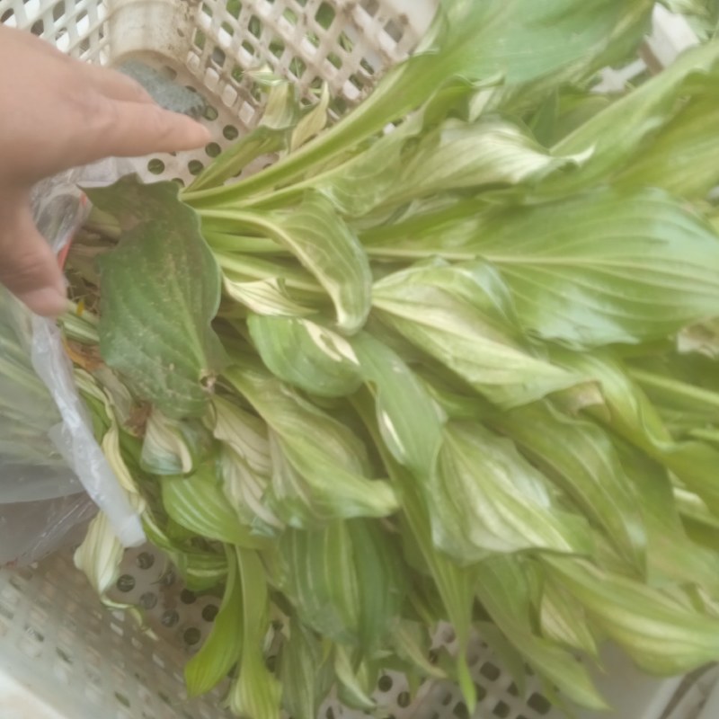 花叶玉簪，裸根杯苗均有，质量好，价格低，欢迎参观考察，