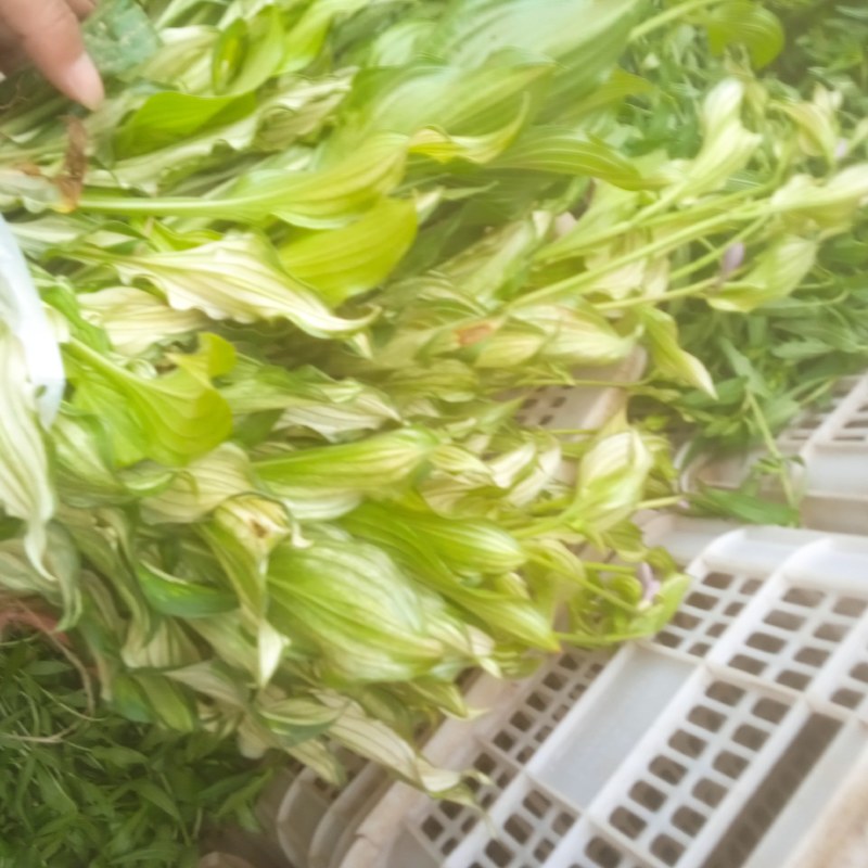 花叶玉簪，裸根杯苗均有，质量好，价格低，欢迎参观考察，