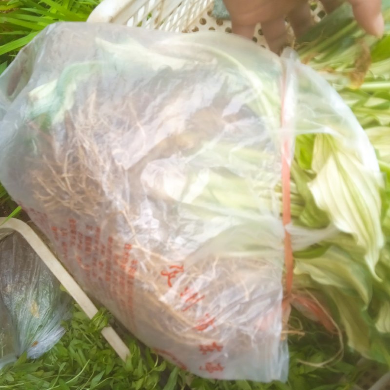 花叶玉簪，裸根杯苗均有，质量好，价格低，欢迎参观考察，