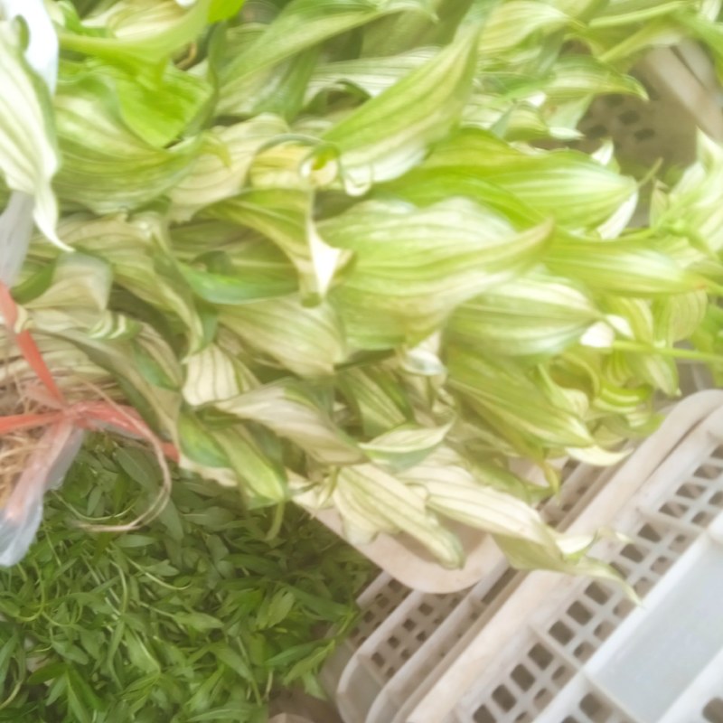 花叶玉簪，裸根杯苗均有，质量好，价格低，欢迎参观考察，