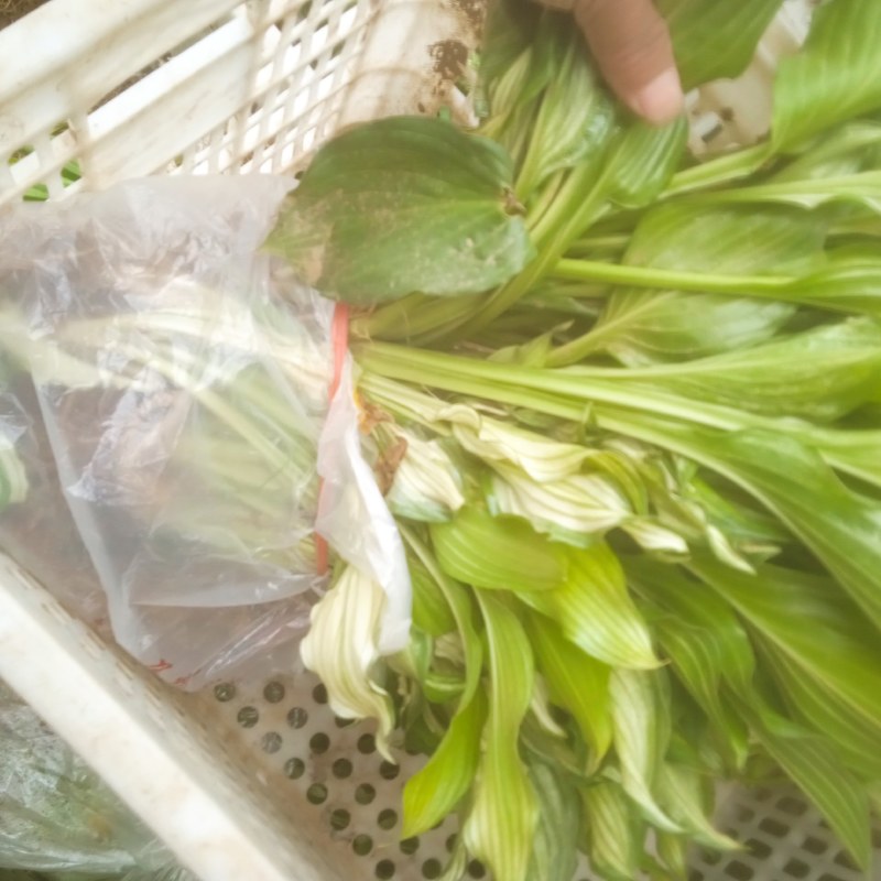 花叶玉簪，裸根杯苗均有，质量好，价格低，欢迎参观考察，