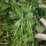 优质红薯苗商薯19红薯苗吗