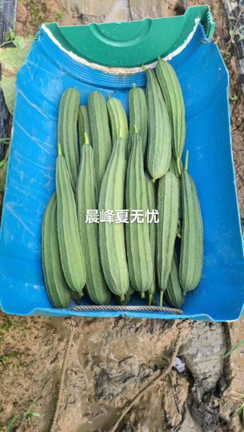 夏无忧早熟耐热耐湿少花点丝瓜一手货源品质保证