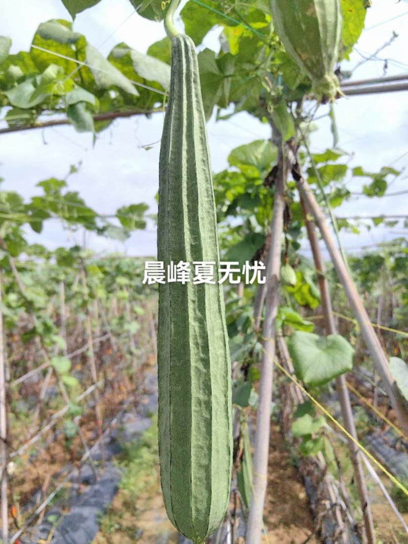 夏无忧早熟耐热耐湿少花点丝瓜一手货源品质保证