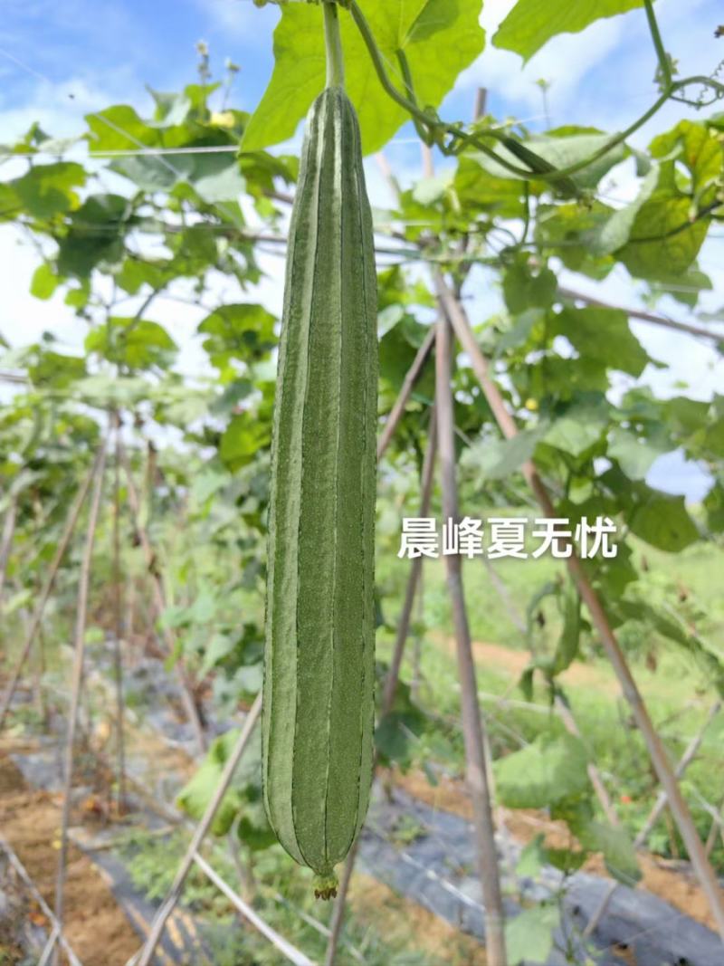 夏无忧早熟耐热耐湿少花点丝瓜一手货源品质保证