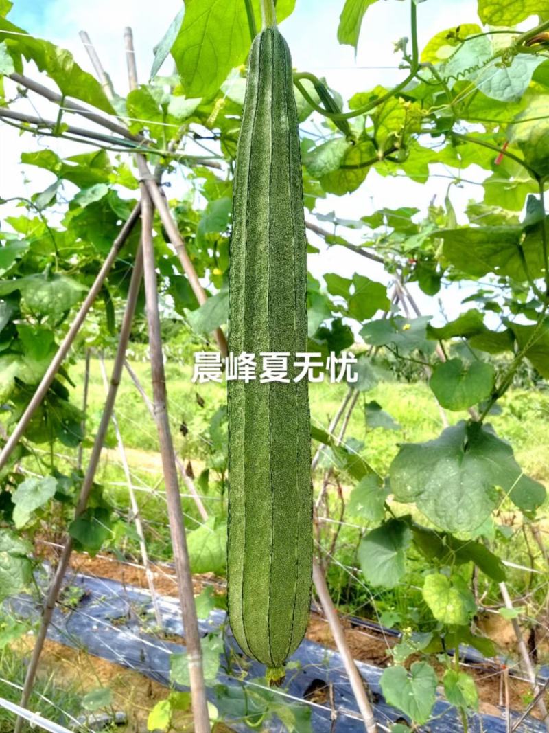 夏无忧早熟耐热耐湿少花点丝瓜一手货源品质保证