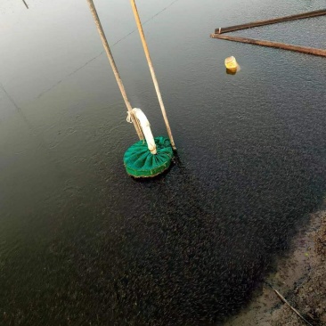 出售本地黑鱼苗
