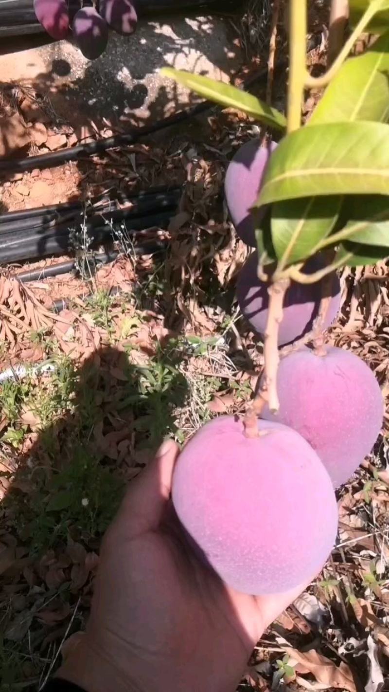 攀枝花本地汤米芒果大量上市对接市场电商社区团购