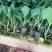 甘蓝苗