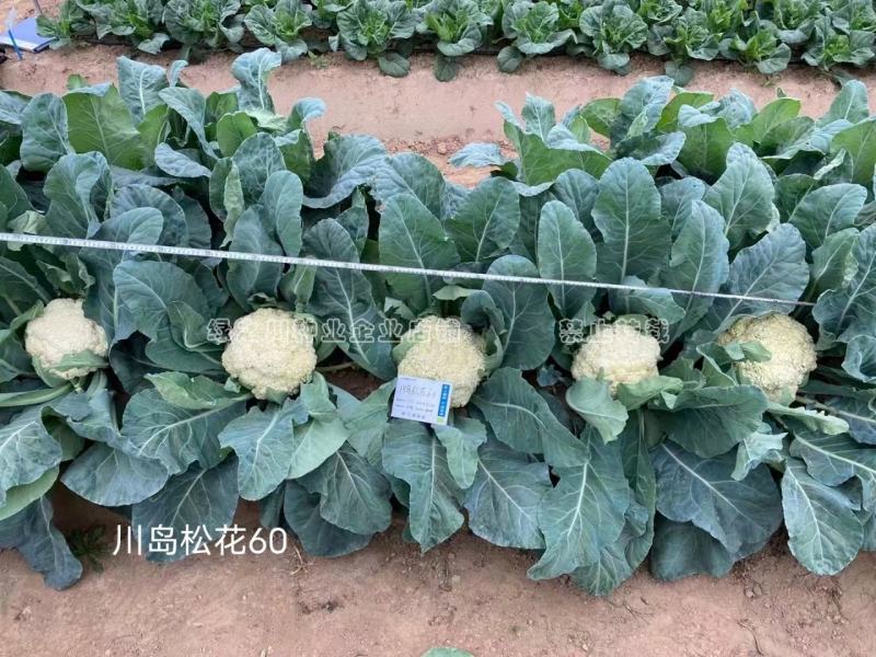 松花60天耐热耐湿早熟松花菜种子花球松大青梗松花菜种籽