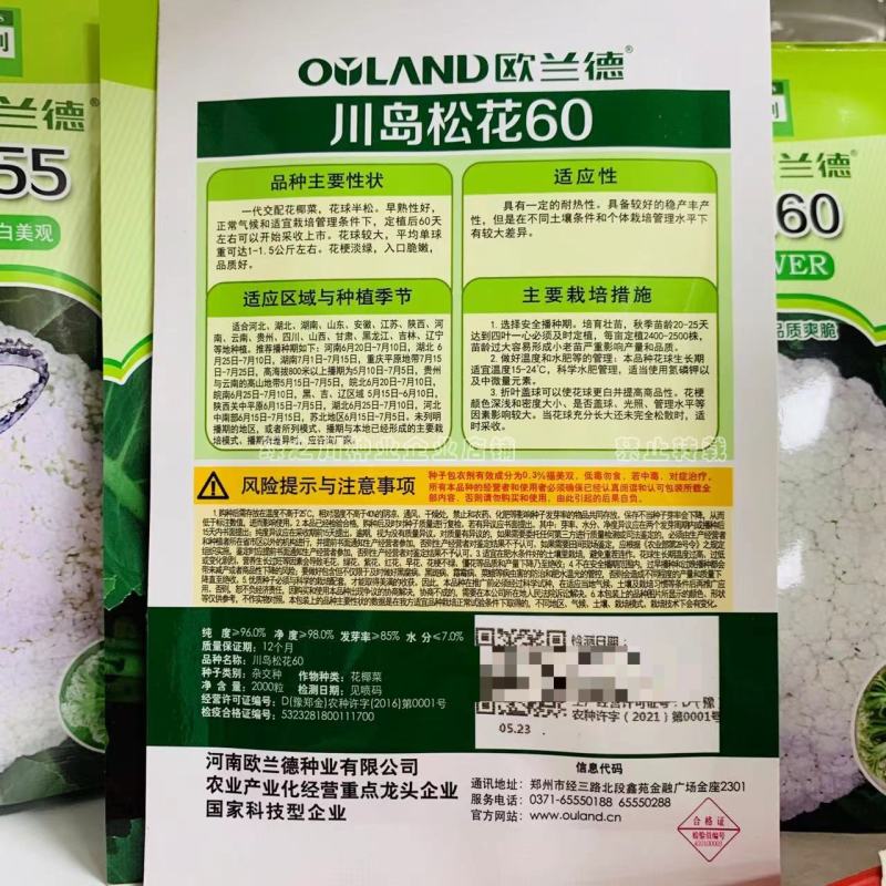 松花60天耐热耐湿早熟松花菜种子花球松大青梗松花菜种籽