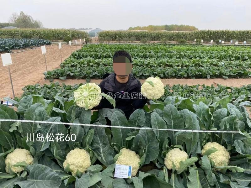 松花60天耐热耐湿早熟松花菜种子花球松大青梗松花菜种籽