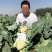 松花60天耐热耐湿早熟松花菜种子花球松大青梗松花菜种籽