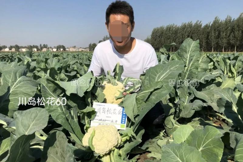 松花60天耐热耐湿早熟松花菜种子花球松大青梗松花菜种籽