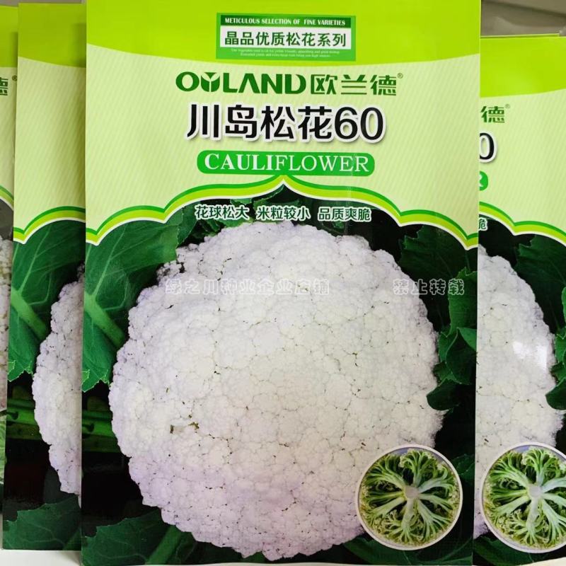 松花60天耐热耐湿早熟松花菜种子花球松大青梗松花菜种籽
