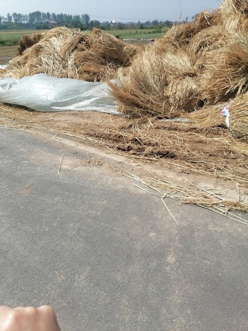 自家优质稻草揉丝扎段粉碎打包无土无尘稻草
