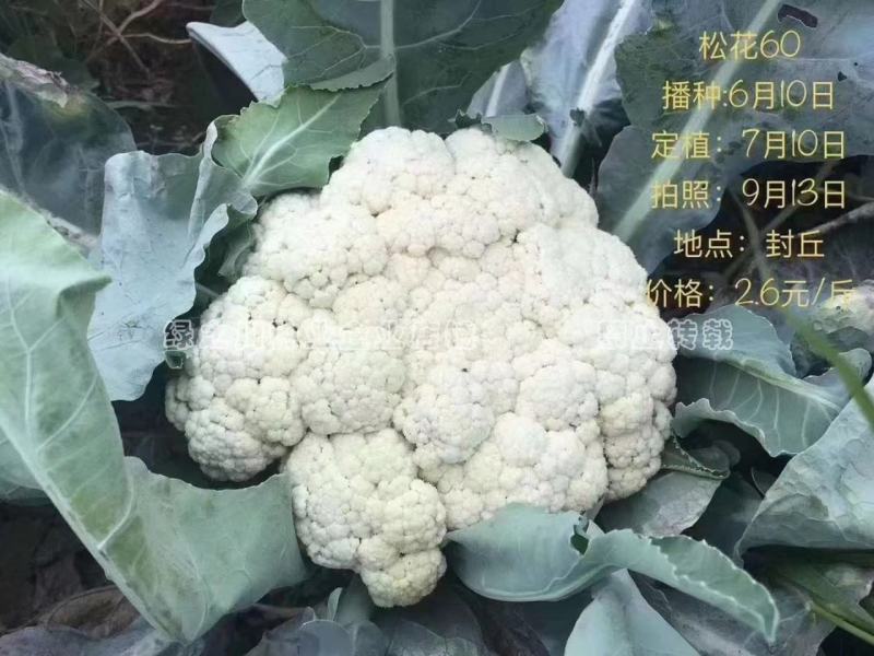 松花60天耐热耐湿早熟松花菜种子花球松大青梗松花菜种籽