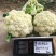 松花60天耐热耐湿早熟松花菜种子花球松大青梗松花菜种籽