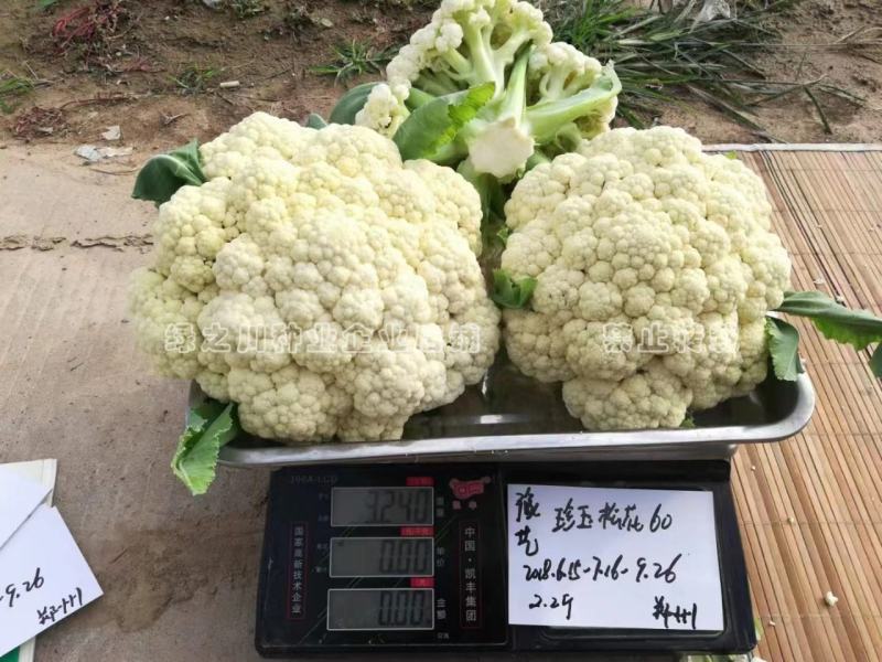 松花60天耐热耐湿早熟松花菜种子花球松大青梗松花菜种籽