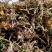 金银花山银产地直发贵州高山金银花无硫磺自然晾干！