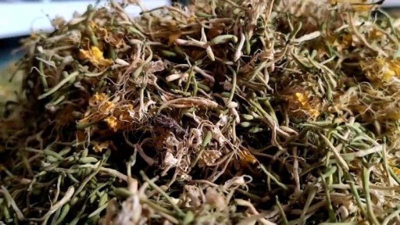 金银花山银产地直发贵州高山金银花无硫磺自然晾干！