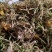 金银花山银产地直发贵州高山金银花无硫磺自然晾干！
