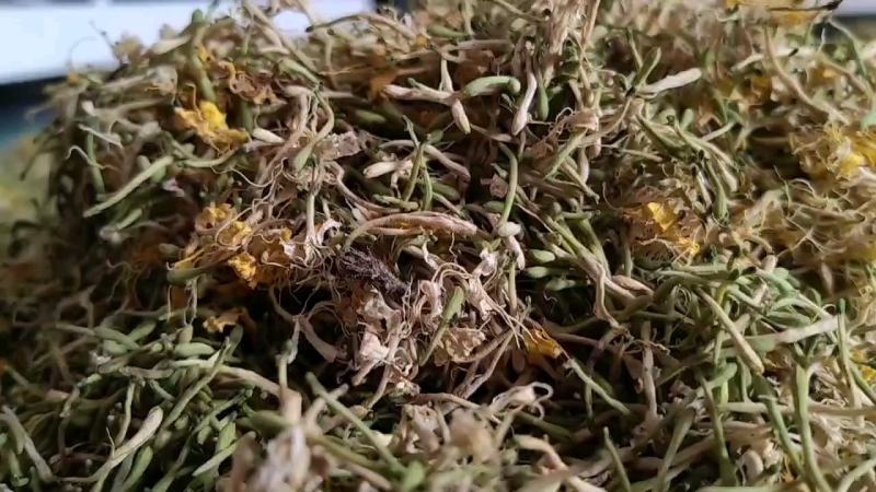 金银花山银产地直发贵州高山金银花无硫磺自然晾干！
