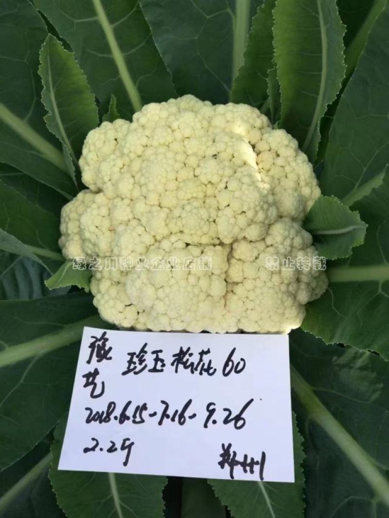 豫艺珍玉松花60青梗松花菜种子耐热耐湿早熟花菜种籽秋播
