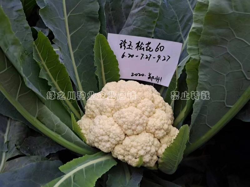 豫艺珍玉松花60青梗松花菜种子耐热耐湿早熟花菜种籽秋播