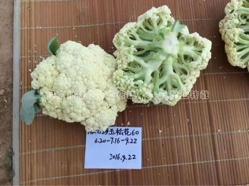 豫艺珍玉松花60青梗松花菜种子耐热耐湿早熟花菜种籽秋播