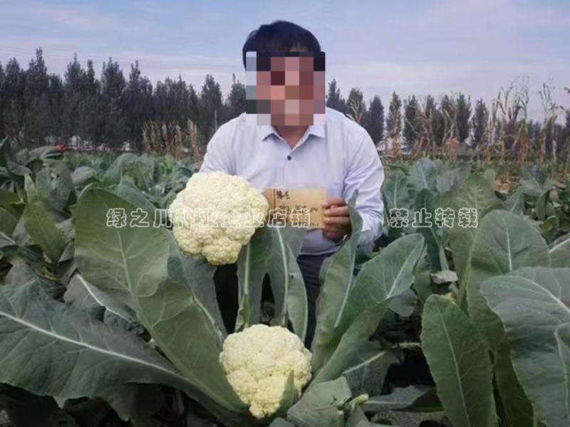 豫艺珍玉松花60青梗松花菜种子耐热耐湿早熟花菜种籽秋播