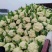 豫艺珍玉松花60青梗松花菜种子耐热耐湿早熟花菜种籽秋播