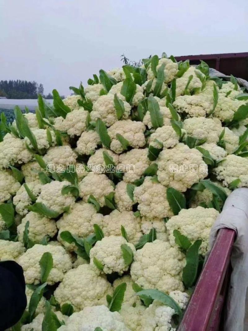 豫艺珍玉松花60青梗松花菜种子耐热耐湿早熟花菜种籽秋播