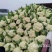 豫艺珍玉松花60青梗松花菜种子耐热耐湿早熟花菜种籽秋播